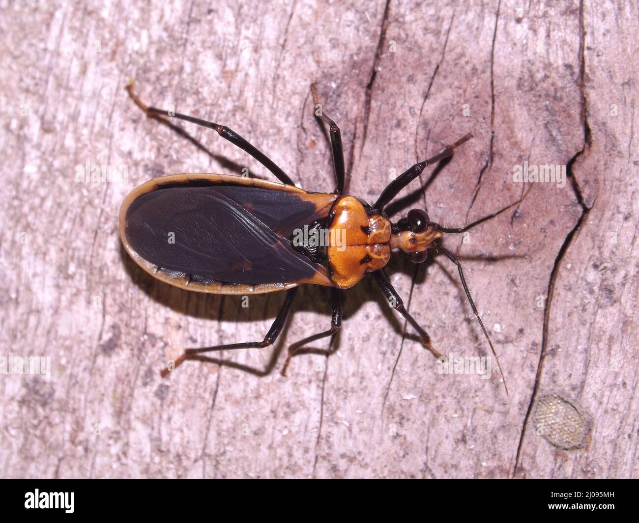 Un coleottero tropicale arancione e nero (ordine Coleoptera) isolato su uno sfondo di legno chiaro dalle giungle del Belize, America Centrale Foto Stock