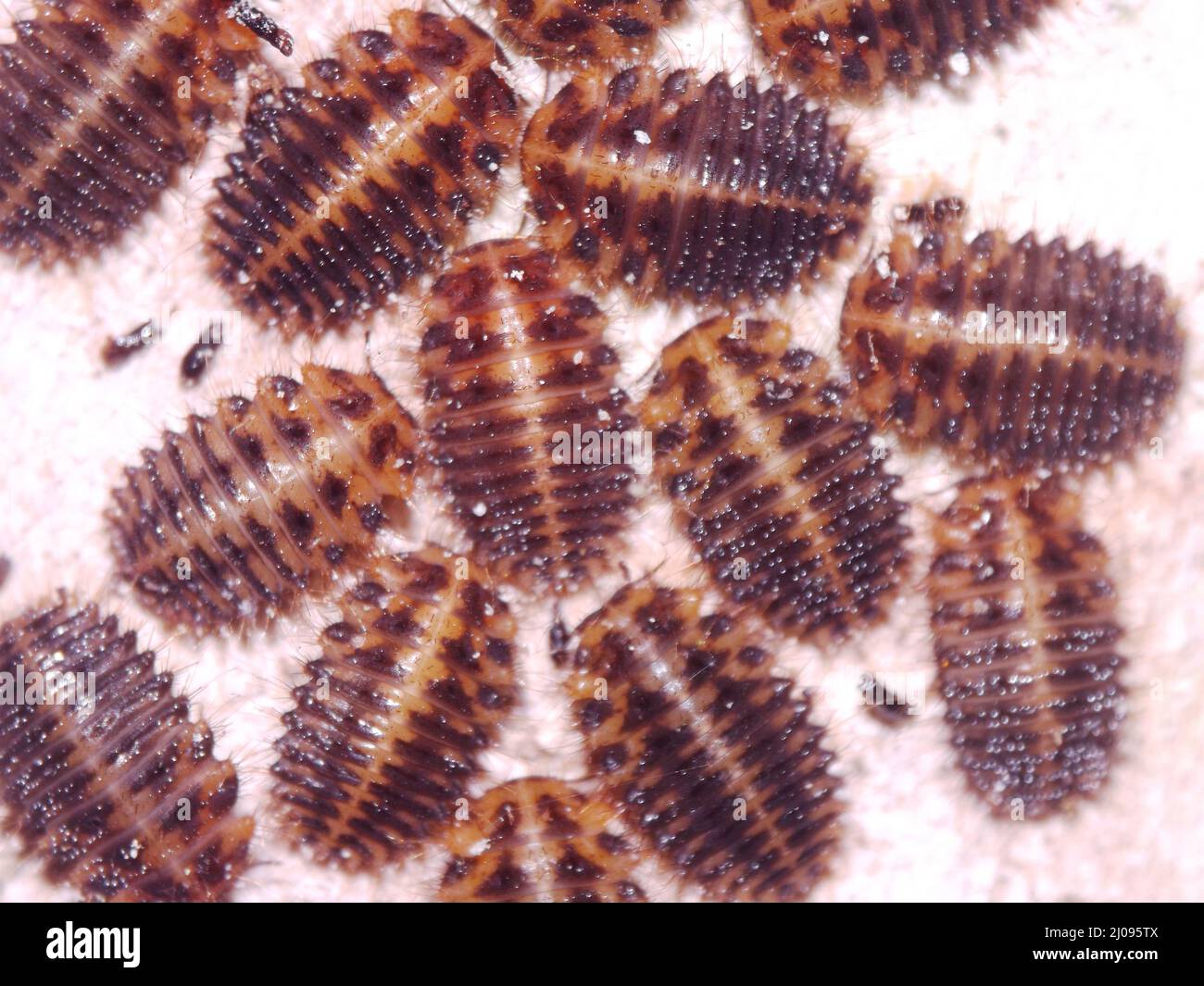 Primo piano delle larve di Beetle (ordine Coleoptera) rosse con teste nere isolate su sfondo naturale Foto Stock