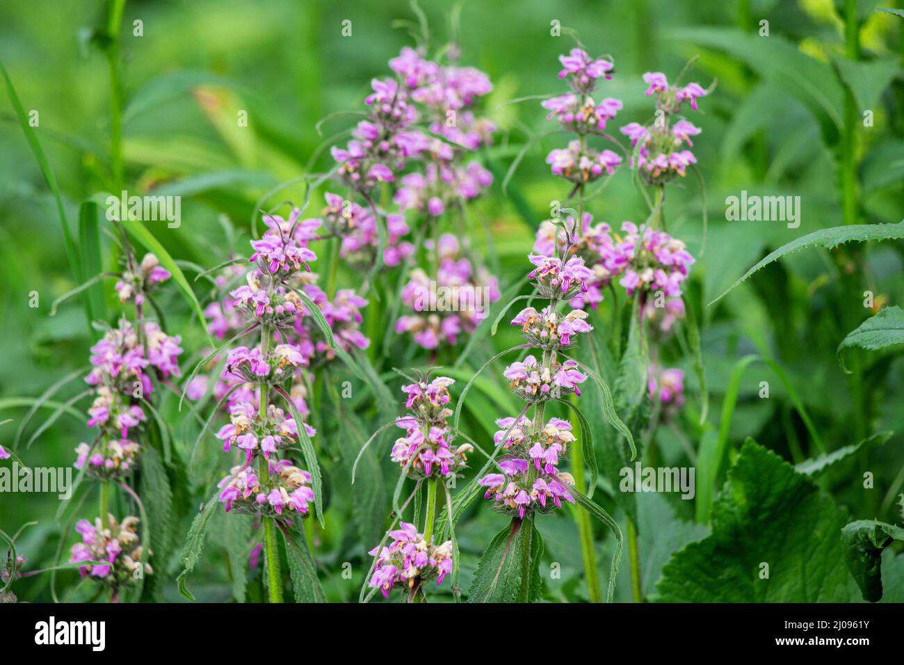 Phlomoides tuberosa o Jerusalem Sage fiore pianta è una famosa medicina erbe Foto Stock