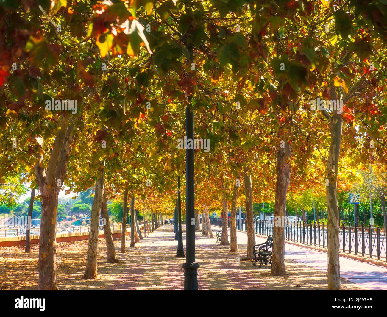 Passeggiata sull'albero a Isla Cristina, Cadiz, Spagna Foto Stock