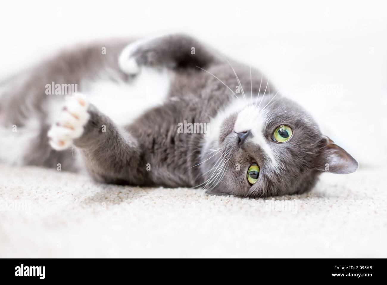 Un gatto corto grigio e bianco con occhi verdi distesi in posizione rilassata capovolta Foto Stock