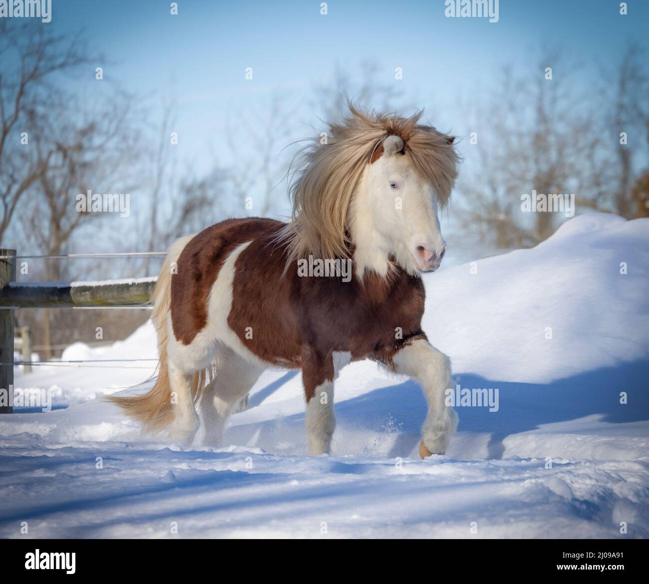 Fiero stallone islandese che ballava sulla neve Foto Stock