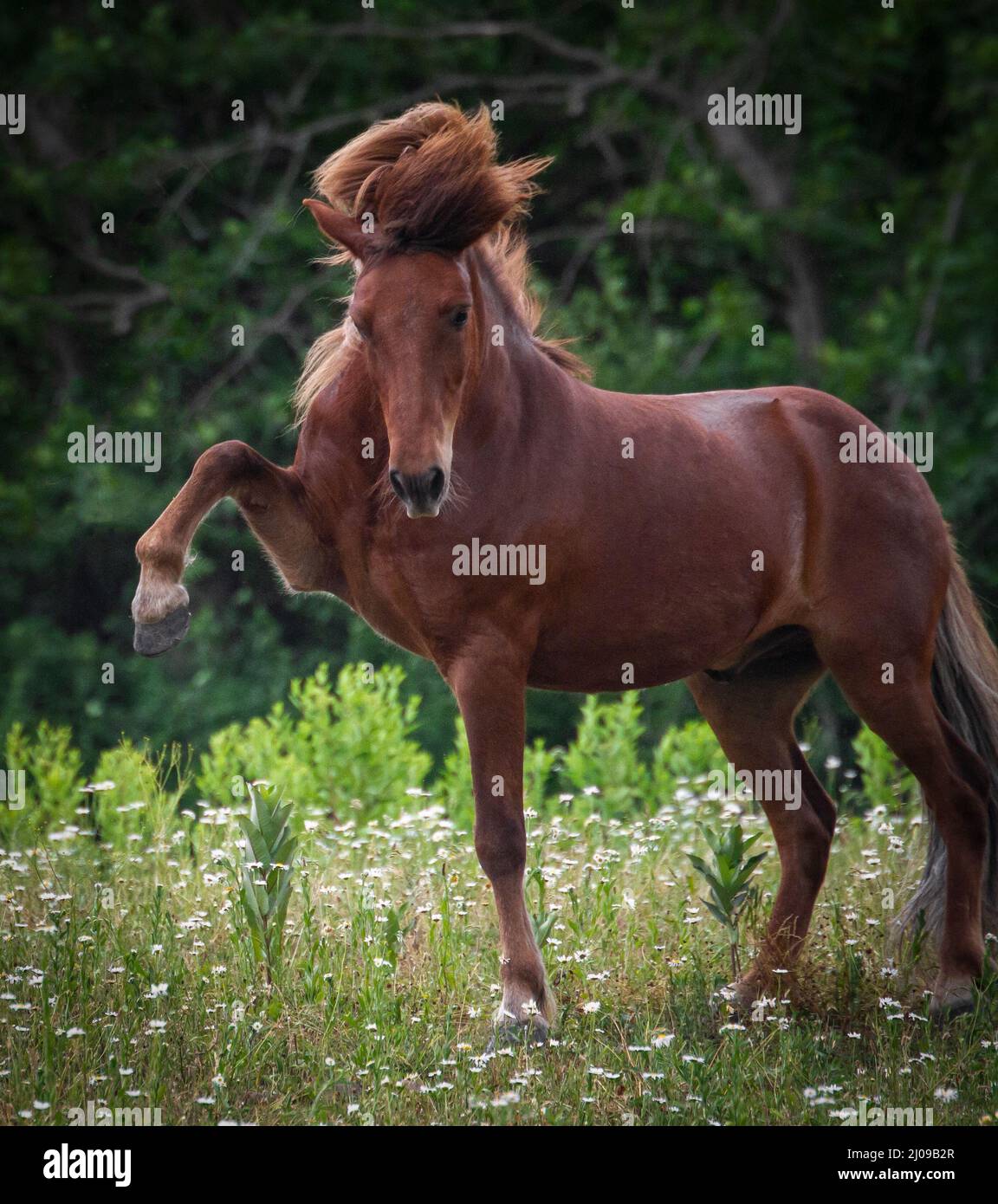 Un cavallo islandese si presenta nel pascolo estivo Foto Stock