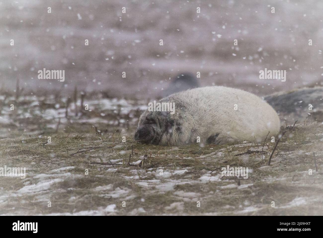Come la neve pesante soffia del mare del Nord a Donna Nook nel Lincolnshire le foche grigie (Halichoerus grypus) sulle dune si affondano verso il basso per cercare di evitare t Foto Stock