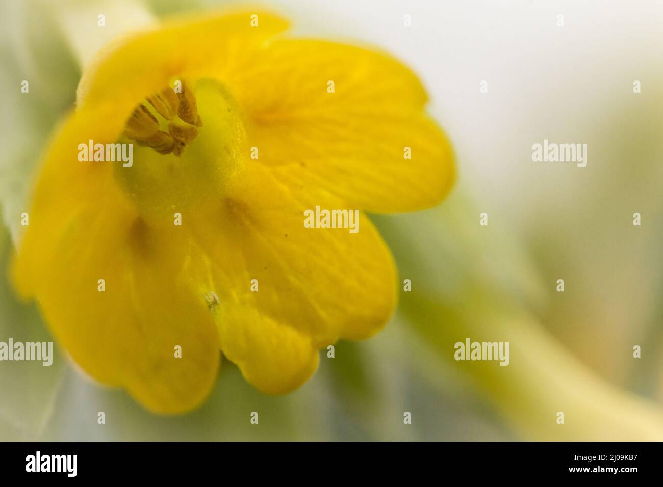Vicino di su un fiore giallo di vacchetta (Primula veris) che mostra il polline ha coperto le timens mentre cresce nella prateria di Therfield Heath in Hertfordshire Foto Stock
