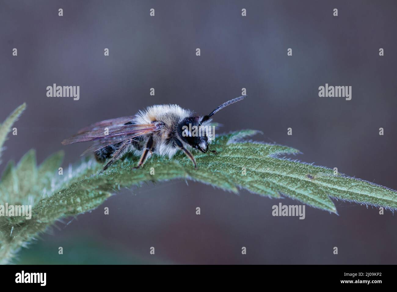 L'ape da estrazione della cenere (Andrena cineraria) si trova per un riposo su una foglia nel bosco di Mersbere Foto Stock
