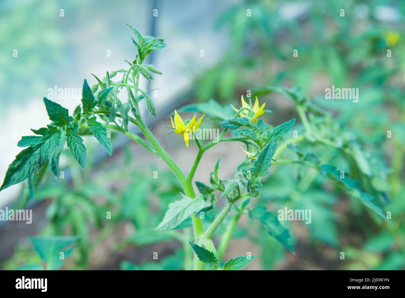 Piantine di pomodoro, piantine di pomodoro giovani piante verdi nella serra iniziano a fiorire Foto Stock