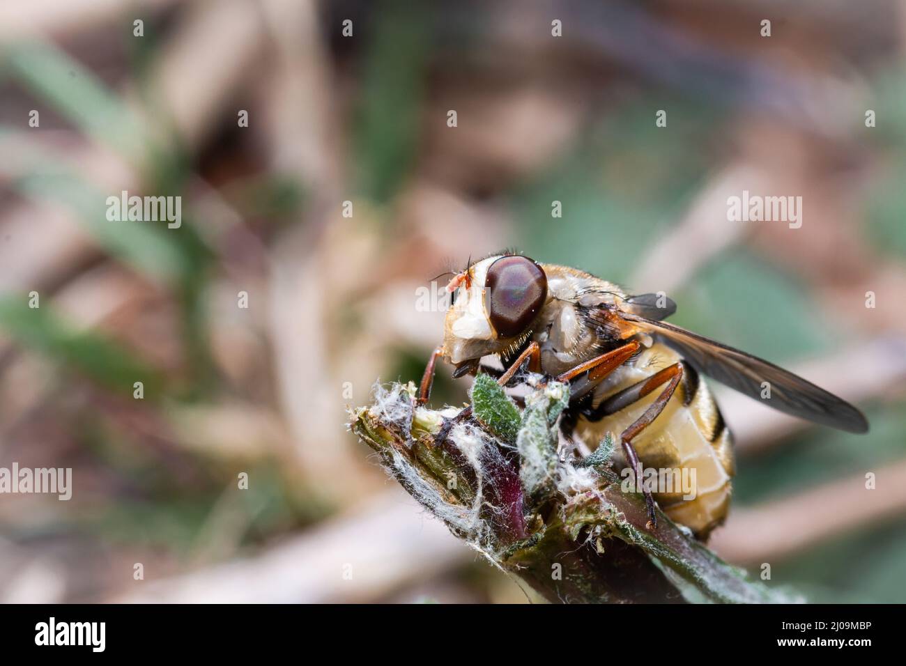 Il grande hoverfly (Volucella inanis) si trova su una pianta al mattino presto al Wandlebury Country Park nel Cambridgshire Foto Stock