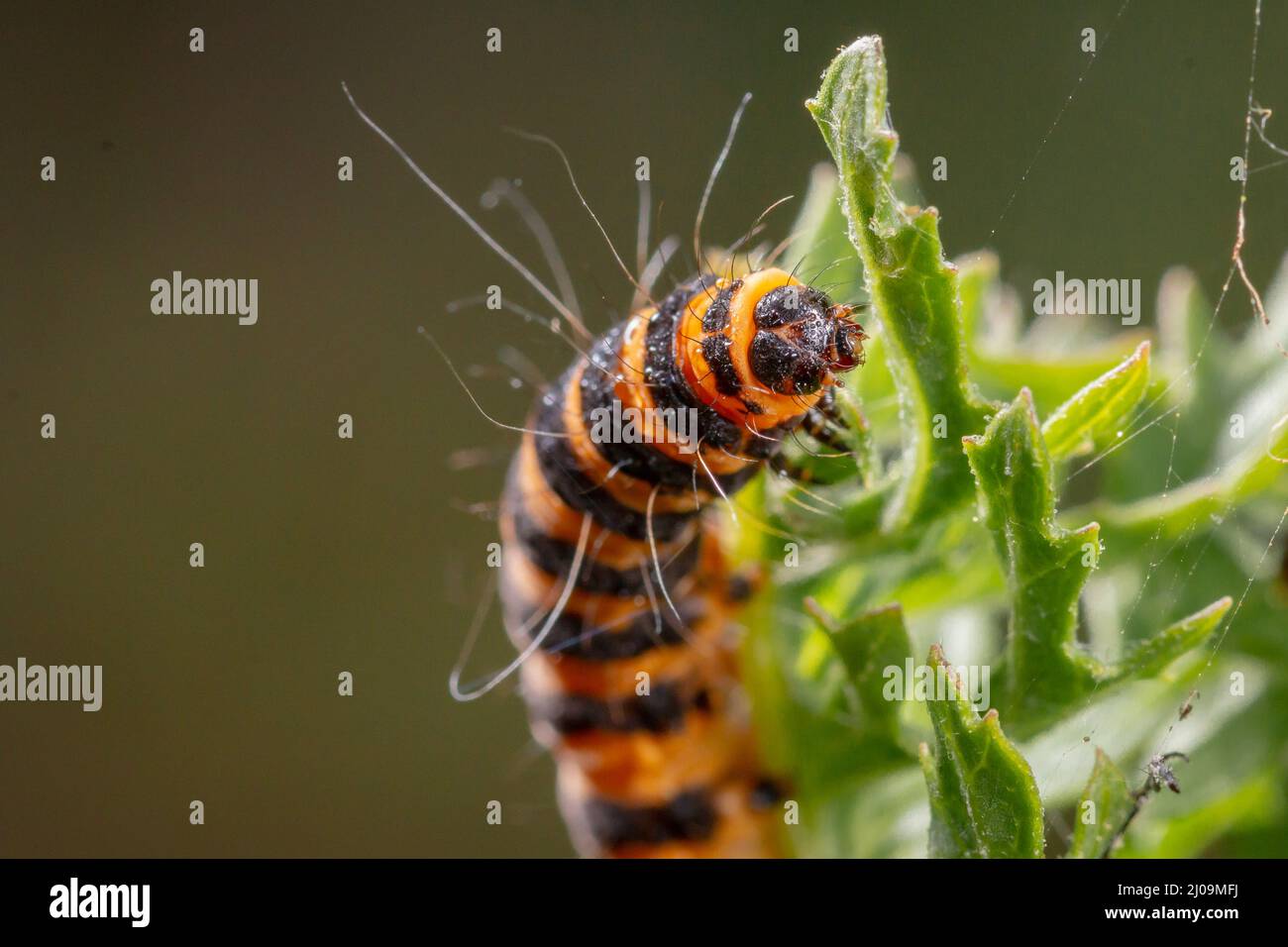 Primo piano della stripante cinebar caterpillar che si nutrono del suo impianto preferito di ragwort Foto Stock