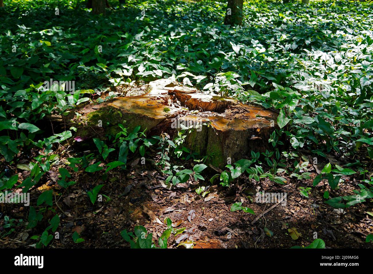 Tronco di albero tagliato nella foresta pluviale tropicale, Brasile Foto Stock