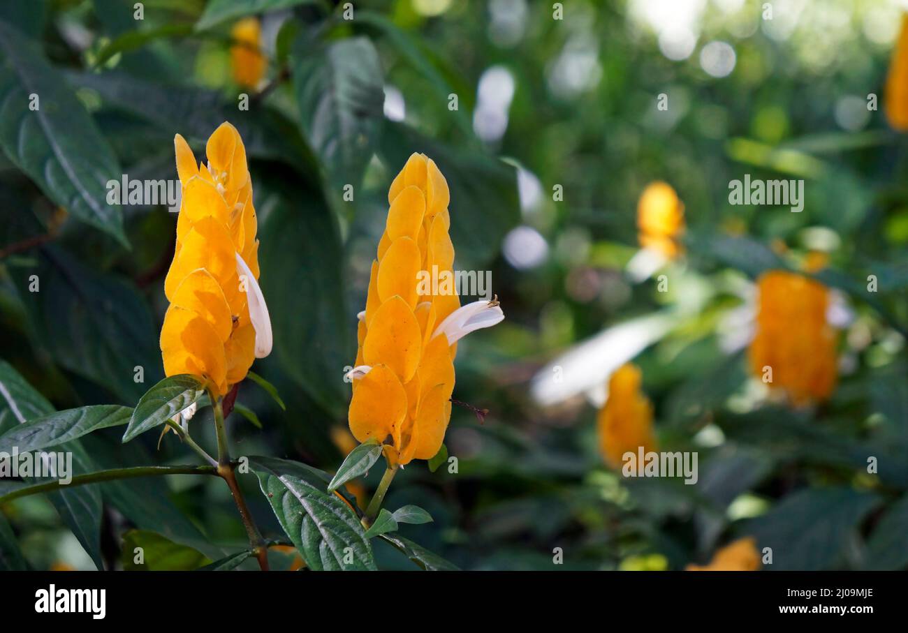 Fiore di pianta di gamberetti d'oro (Pachystachys lutea) Foto Stock