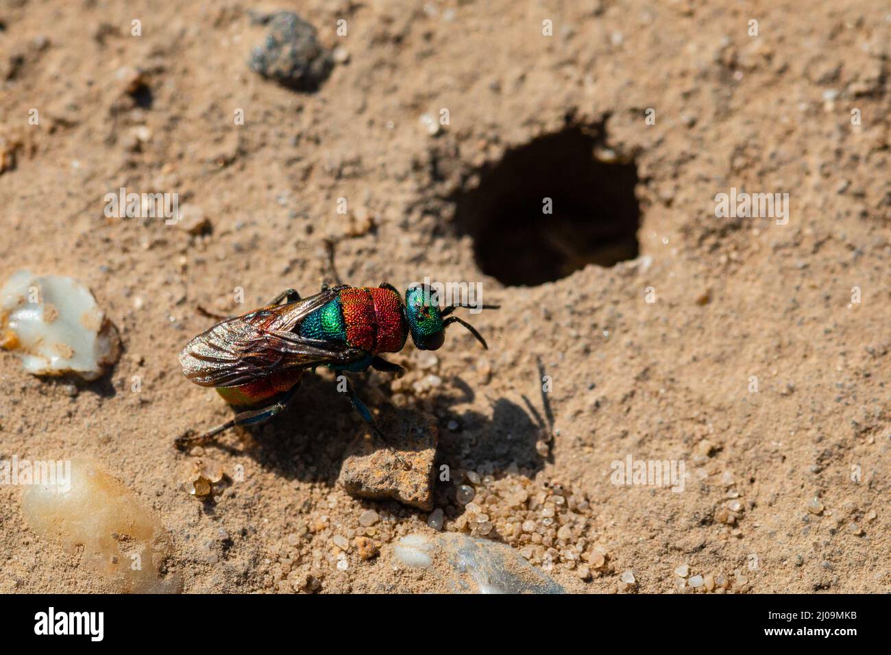 Una vespa dalla coda di rubino (Chrysis ruddii) attraversa la sabbia di Minsbere fino al suo vicino burrow Foto Stock
