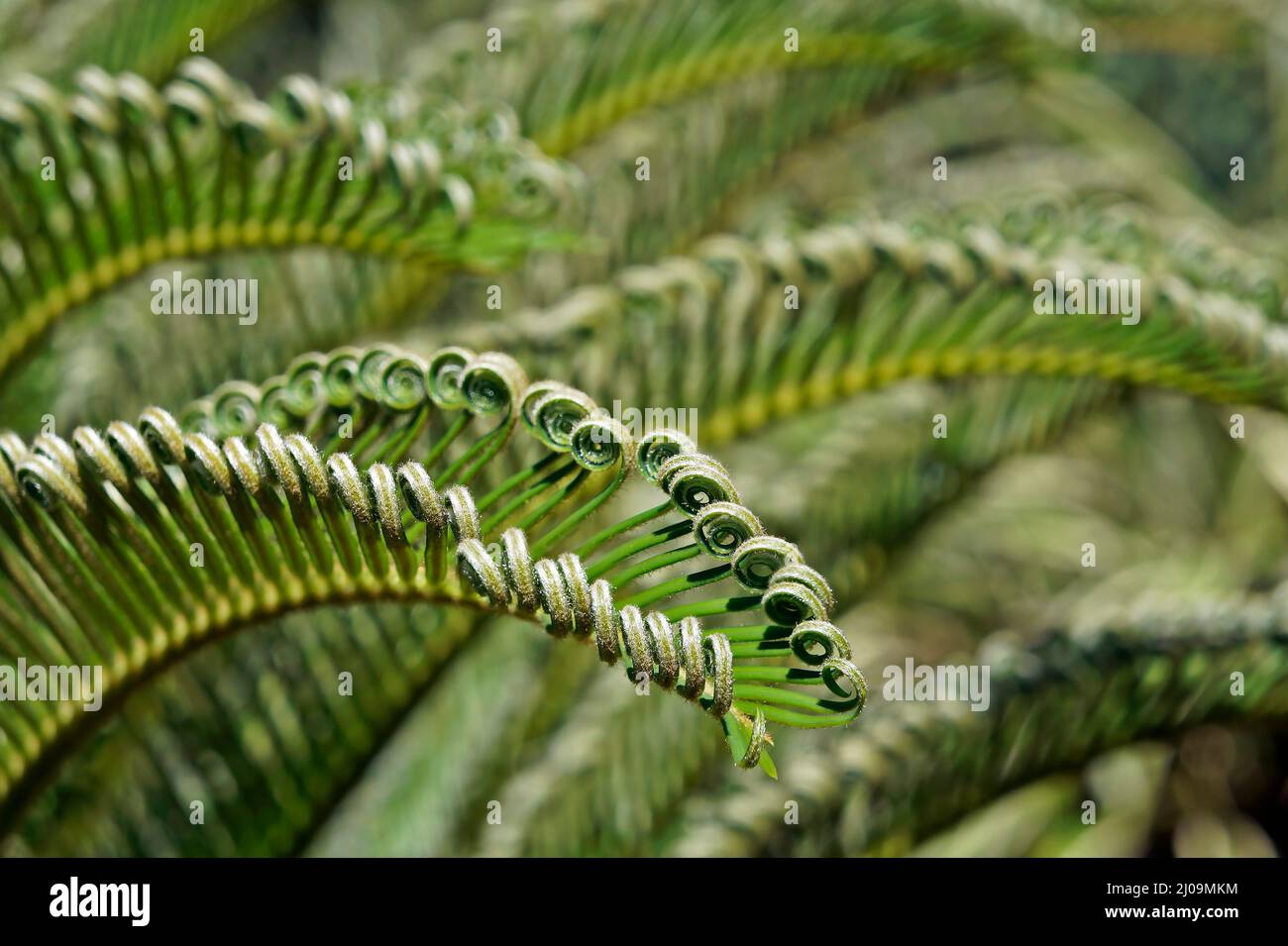 Foglie di palma di sago (Cycas revoluta) Foto Stock