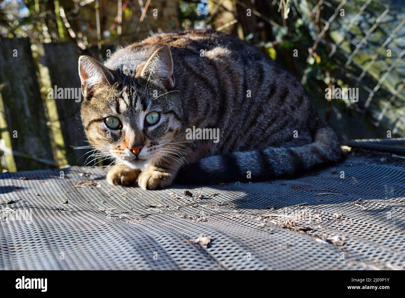 Grande gatto domestico simile al gatto selvatico, probabile discendente  (Felis silvestris). Un look e uno sguardo sorprendenti Foto stock - Alamy