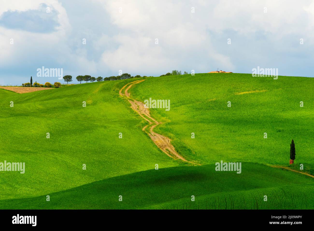 Sentiero tortuoso e cipresso sul prato, Provincia di Siena, Regione Toscana, Italia Foto Stock