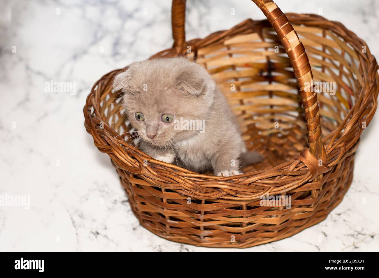 Gattino scozzese piccolo che guarda da un cestino di vimini , gattini purrebred bei, gattini nella casa, animali domestici, Foto Stock