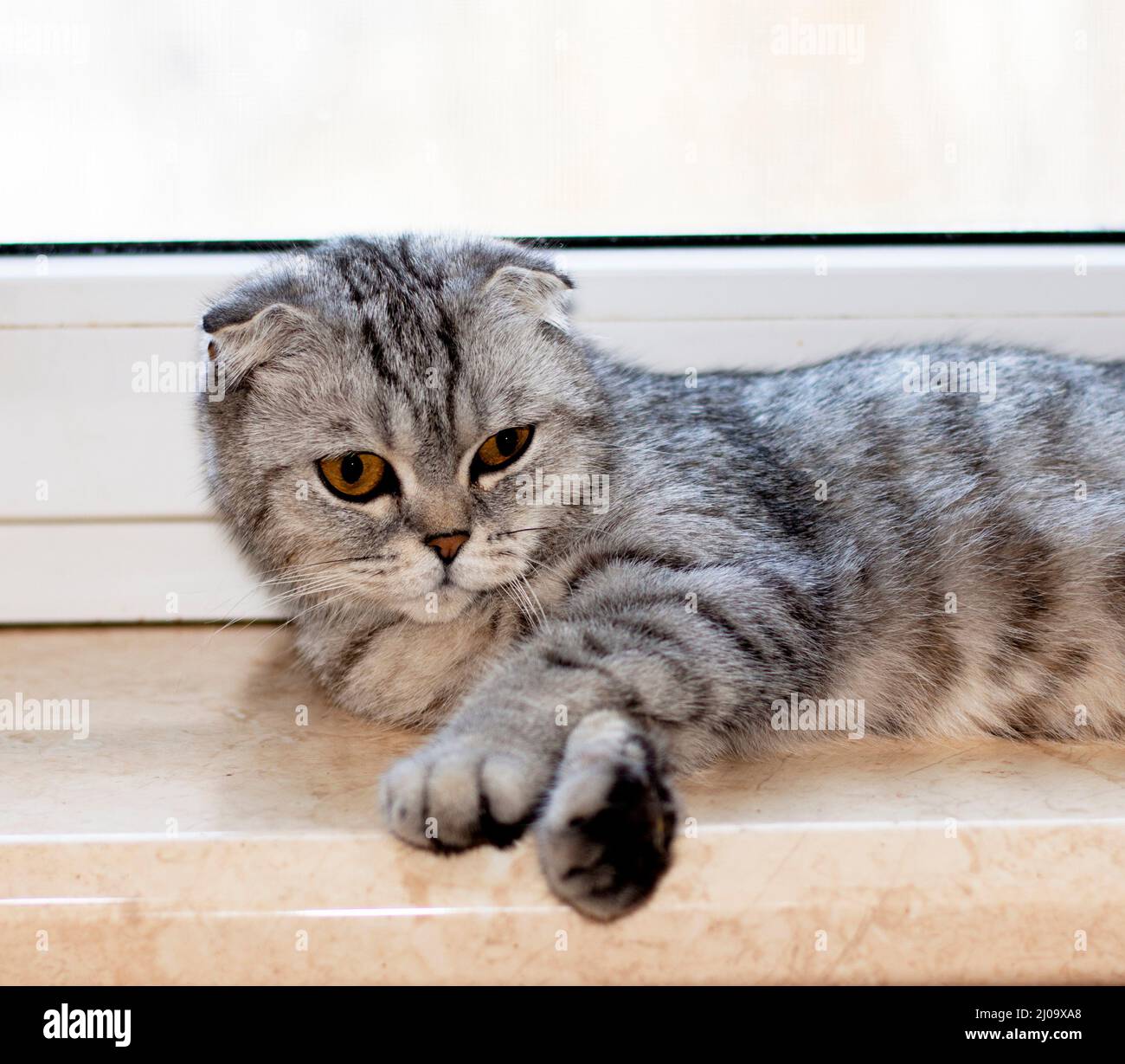 Ritratto di un gatto folto scozzese che giace sul davanzale, bellissimi gatti domestici purredi, un gatto in casa, un gatto in cucina Foto Stock