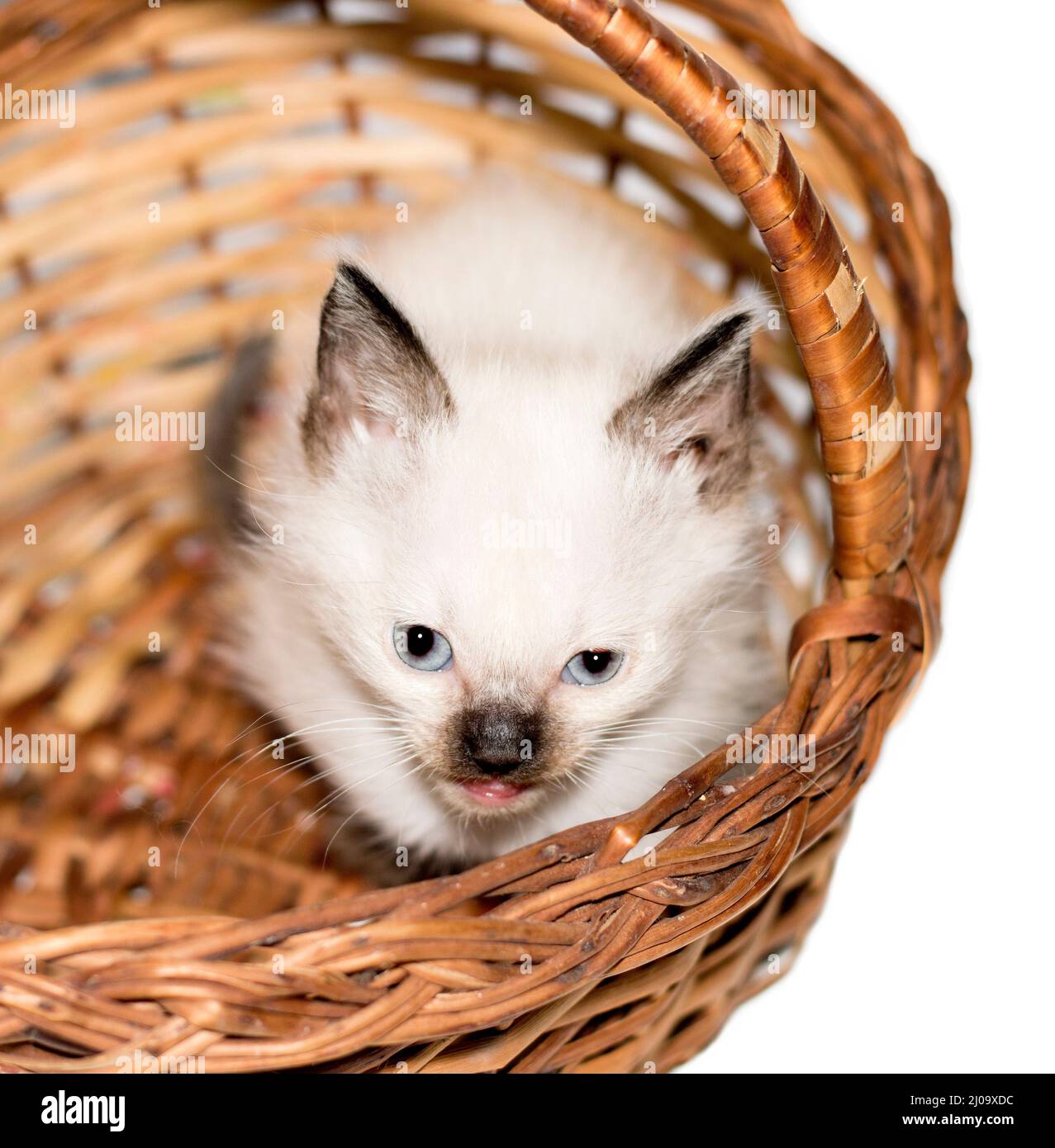 Immagine isolata di un bel gattino siamese bianco che sbuccia da un cestino , bei gattini purebred, gattini in casa, animali domestici, Foto Stock