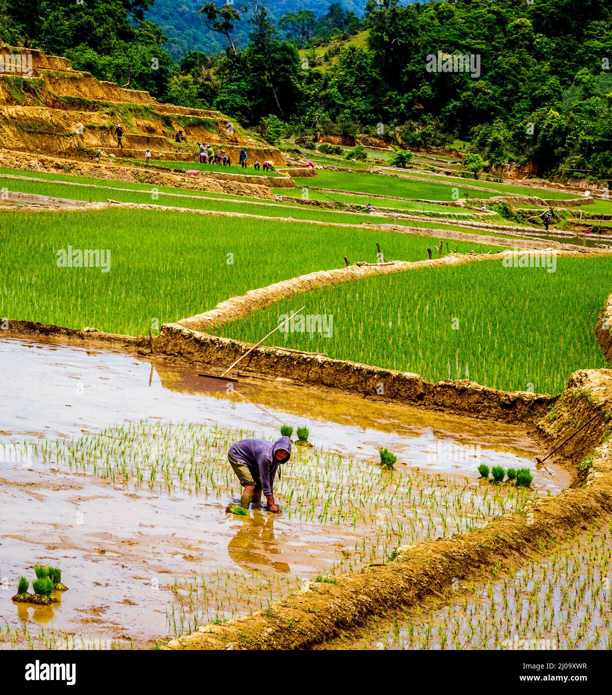 Terreno agricolo nelle Highlands centrali coltivando riso nella valle con terrazzamenti. Un coltivatore sta piantando riso in un campo fangoso. Foto Stock