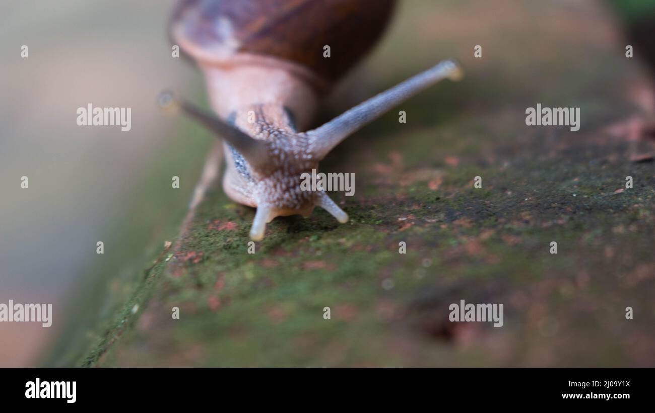 Immagine ravvicinata di una lumaca che strisciare in giardino con un bel sfondo sfocato Foto Stock