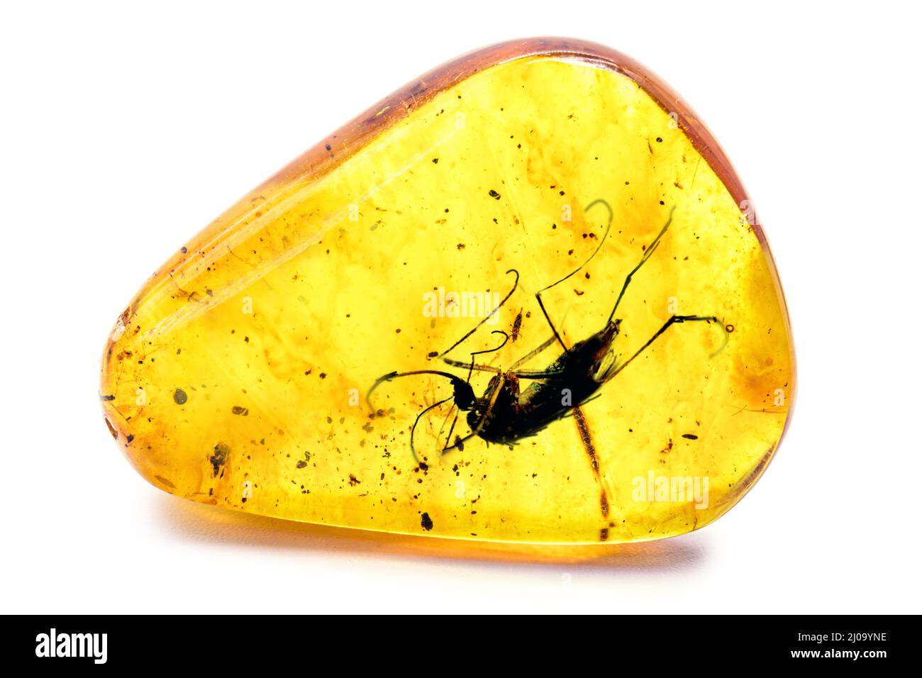 Ambra con insetto preistorico conservato, zanzara con sangue o DNA conservato in ambra Foto Stock