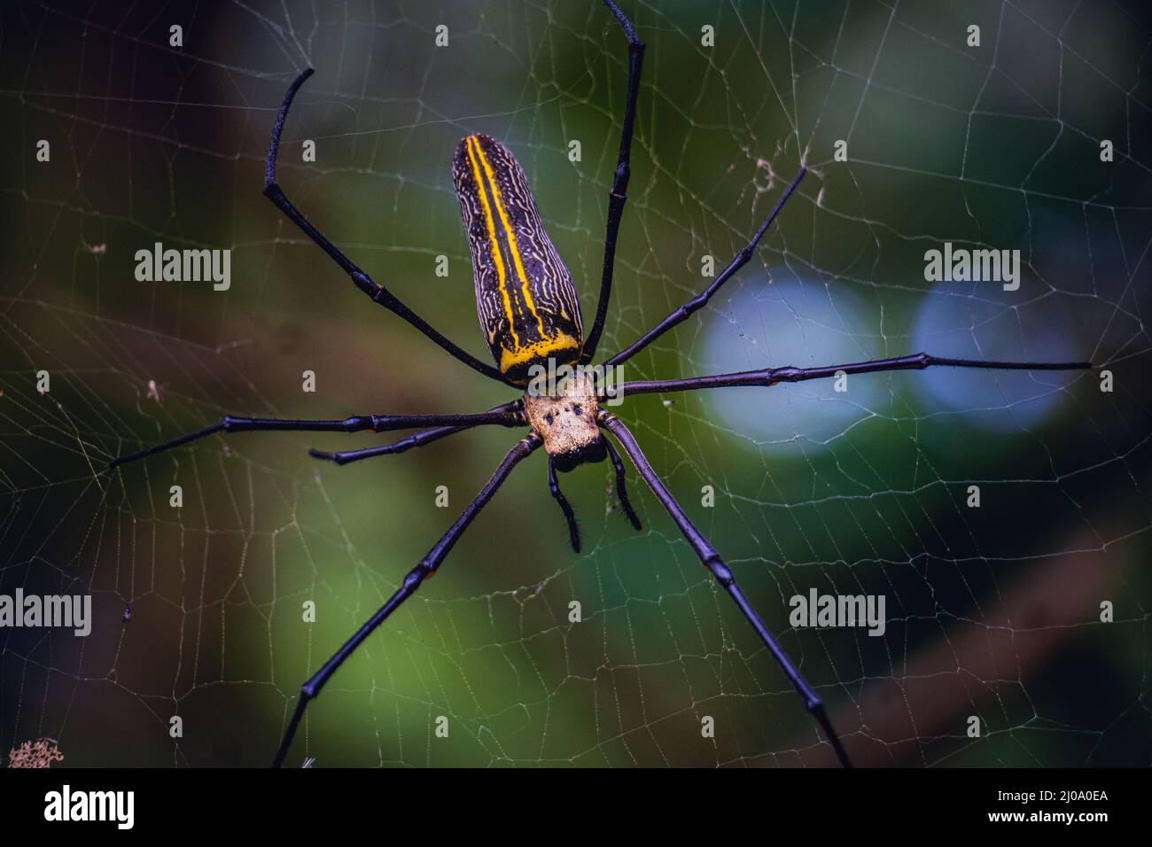 Paesaggio di un gigante Golden Orb Web ragno (Nephila pilipes) su rete Foto Stock