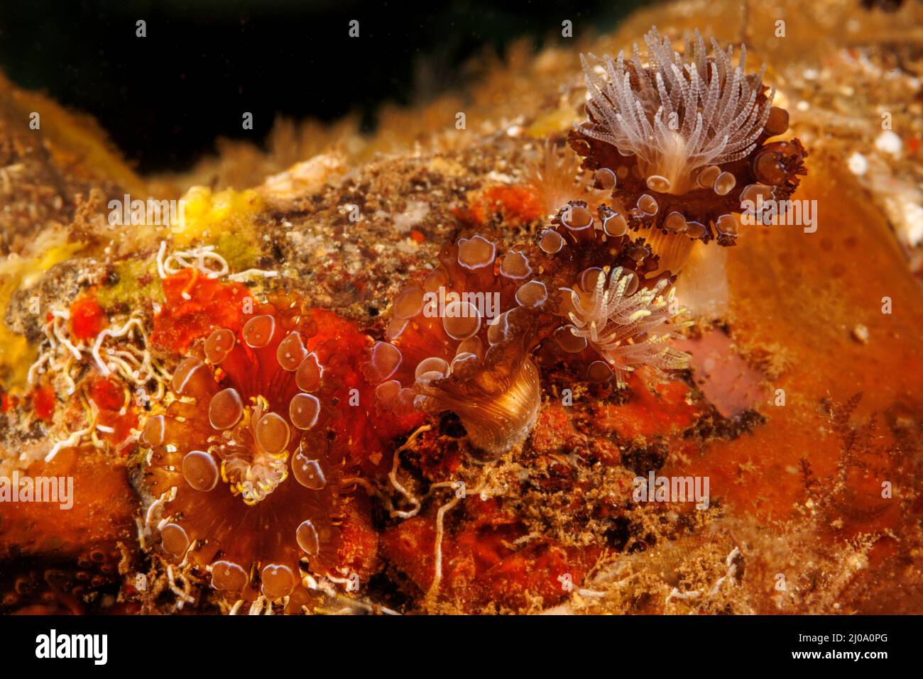 Questa è la forma adulta dell'anemone prolifico, Triactis producta, che sono insoliti da trovare nelle Hawaii, USA. Il granchio o boxe hawaiano endemico pom-pom Foto Stock