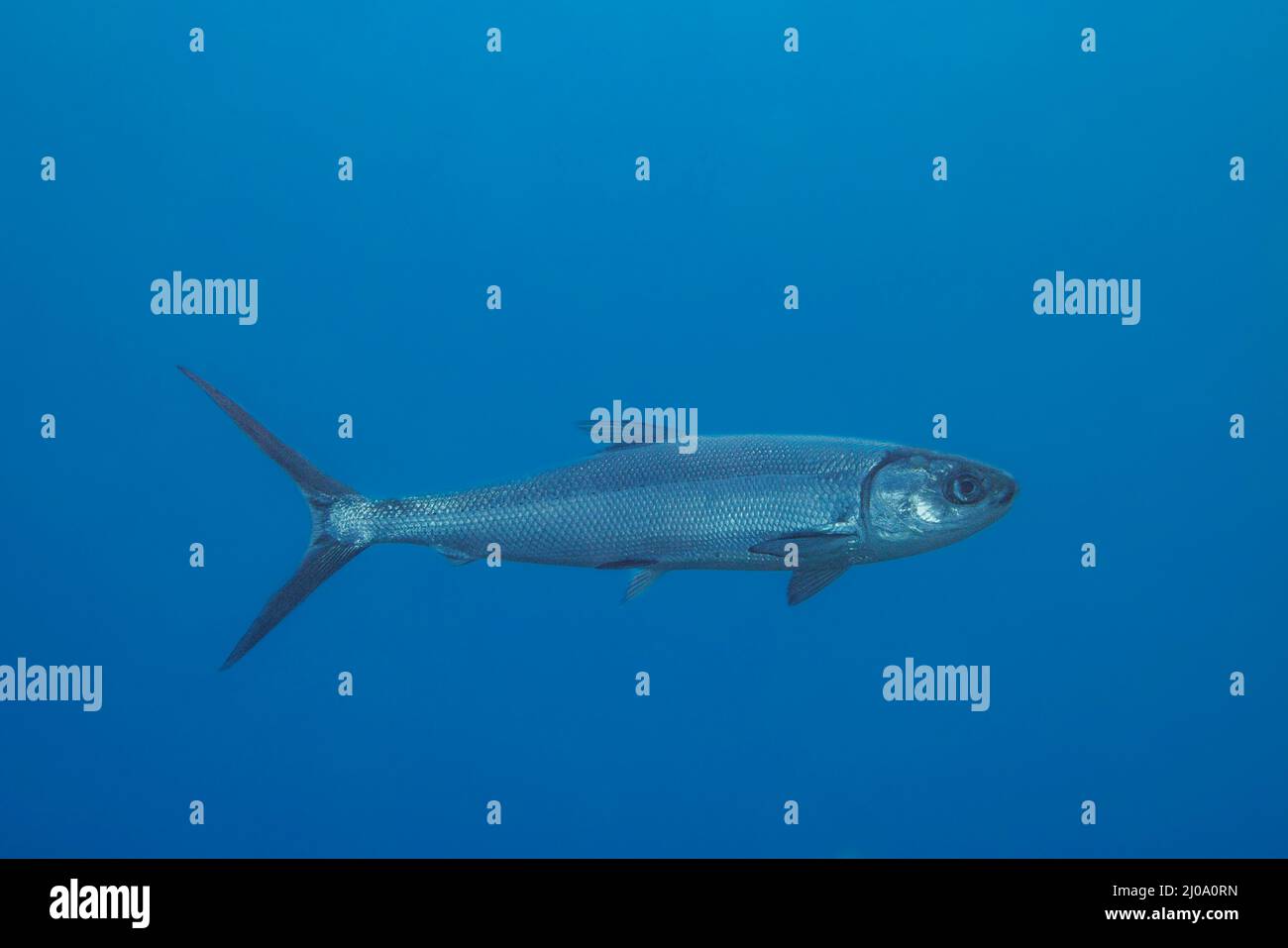 Milkfish, Chanos chanos, può raggiungere sei piedi di lunghezza, anche se tre piedi di lunghezza è più comune, Hawaii. AWA è il nome hawaiano di questa specie. Foto Stock