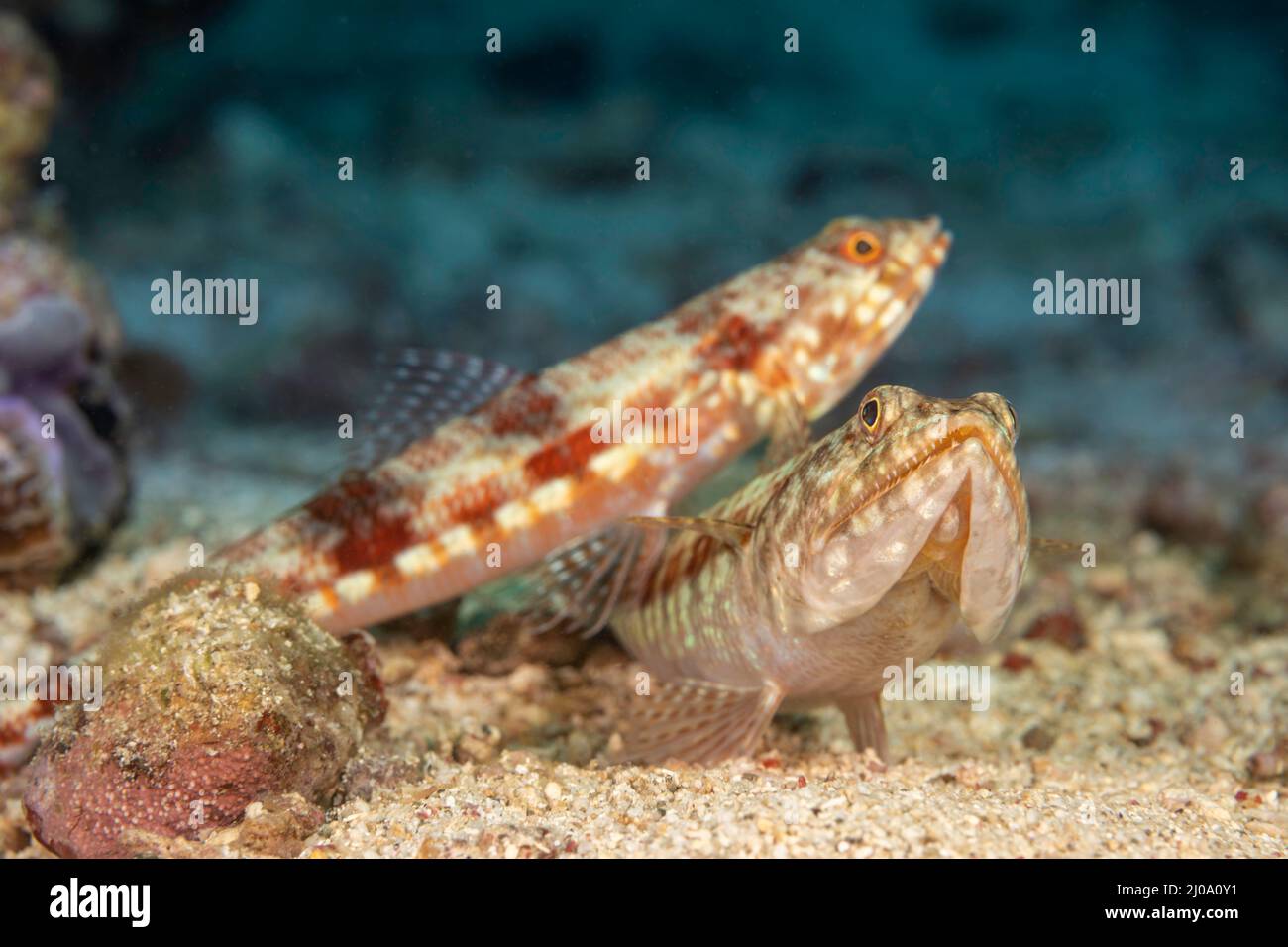 Un paio di pesci lucertola variegati, Synodus variegatus, chiamato anche un pesce lucertola, Filippine. Foto Stock