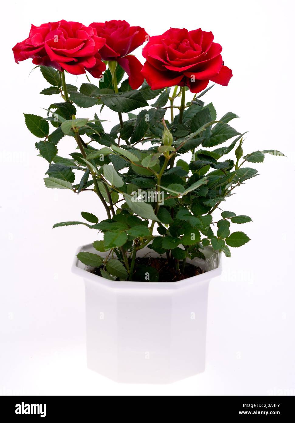 Miniatura Rosa, Mini Rosa (Rosa chinensis ibrida) Foto Stock