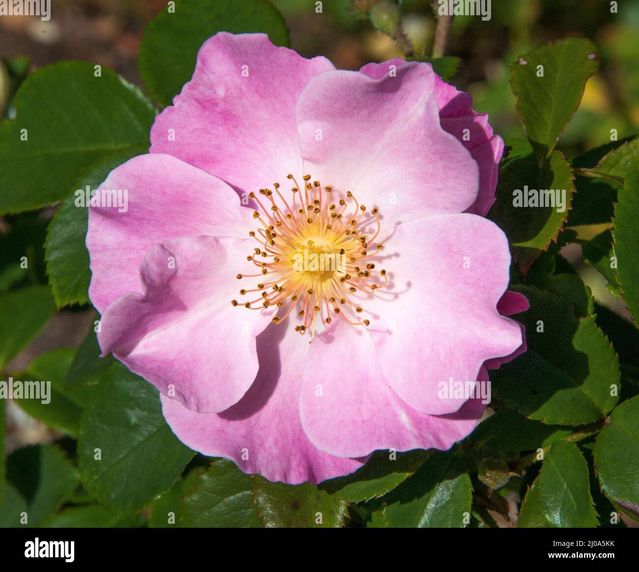 Singola rosa in fiore, Melbourne, Australia, fine estate 2020 Foto Stock