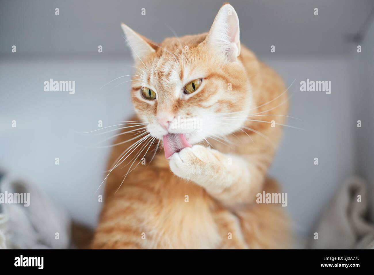 Il gatto rosso è divertente lavarsi il viso. Zenzero gatto. Vista frontale. Foto Stock