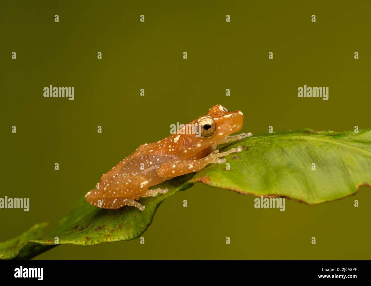 Una rana di cannella (Nyctixalus pictus), a riposo su una foglia verde fotografata su un fondo verde semplice Foto Stock
