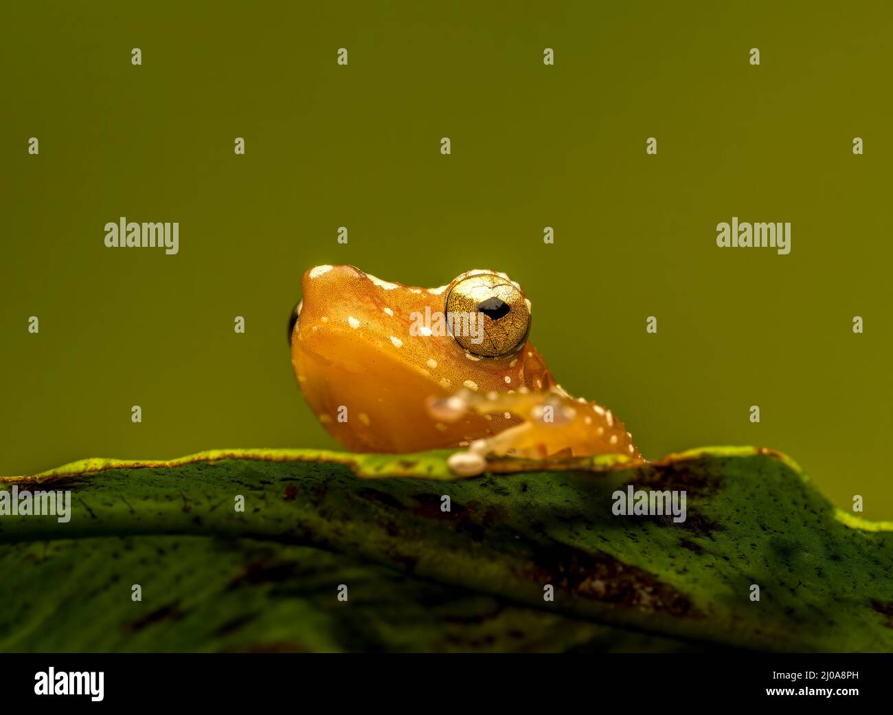 Una rana di cannella (Nyctixalus pictus), a riposo su una foglia verde fotografata su un fondo verde semplice Foto Stock