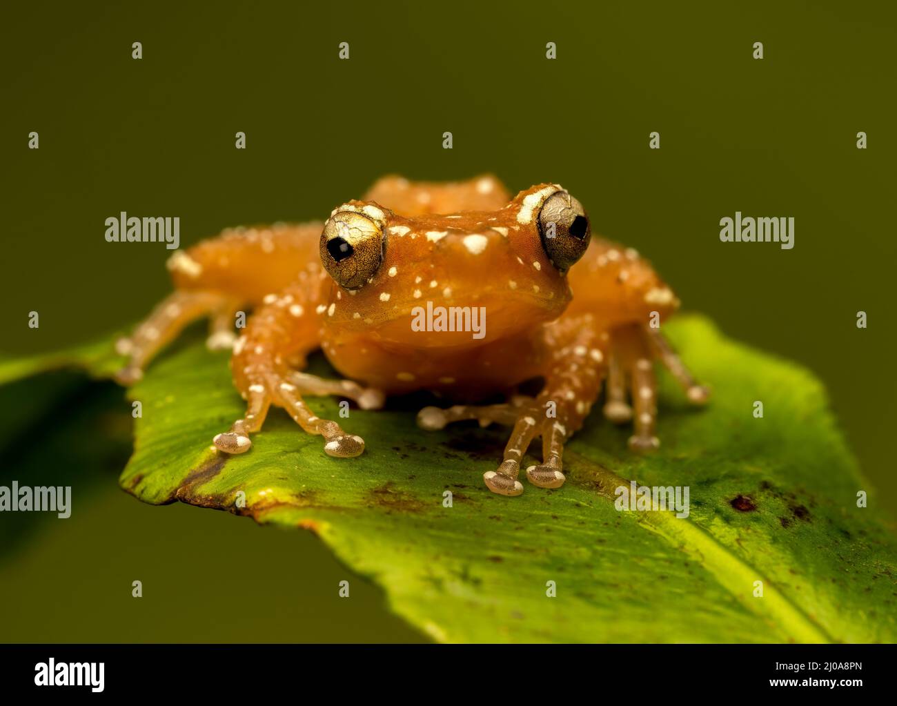 Una rana di cannella (Nyctixalus pictus), a riposo su una foglia verde fotografata su un fondo verde semplice Foto Stock