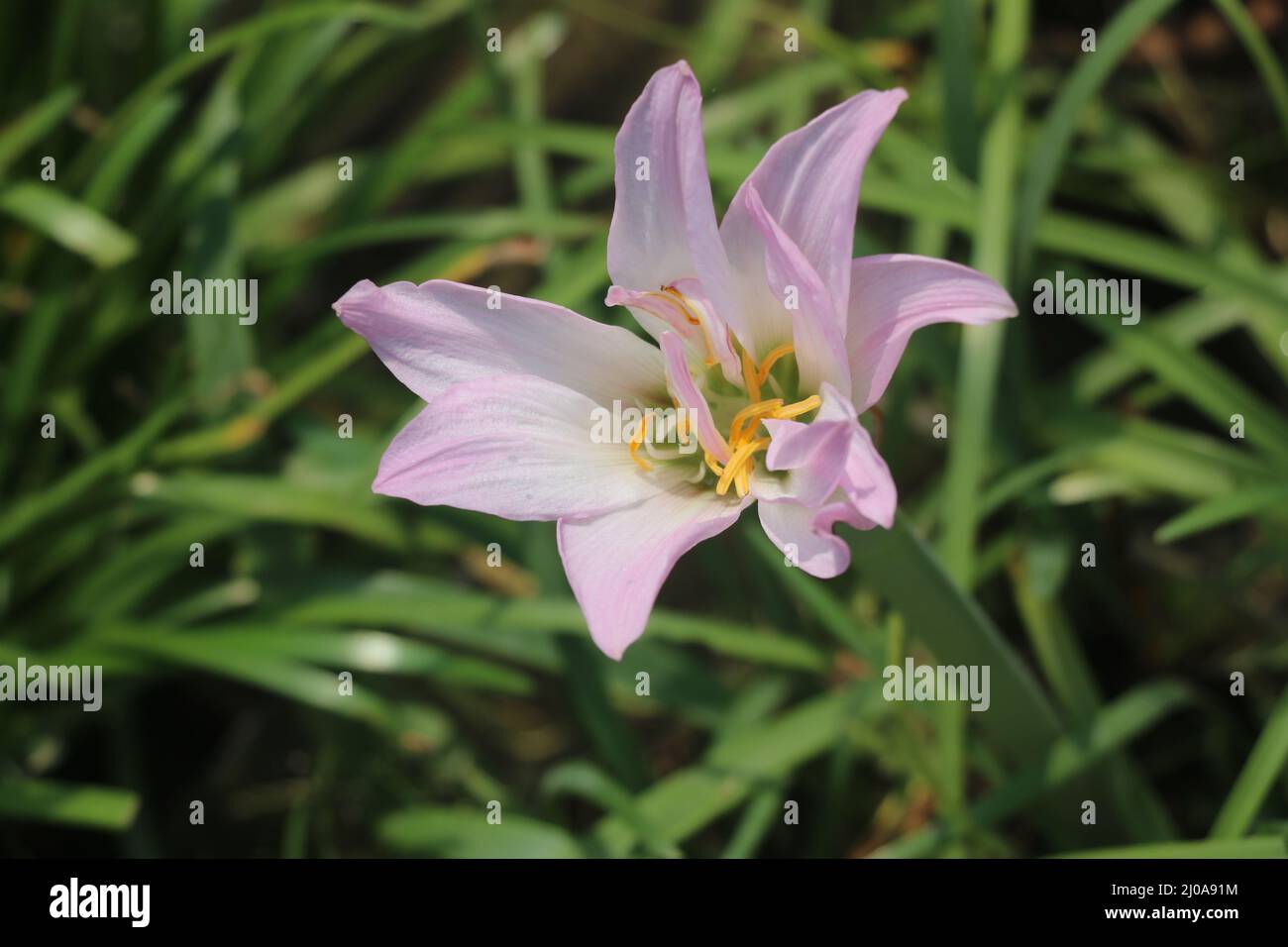 Zephyranthes simpsonii rosa, questo è un tipo di pioggia lily.Rain gigli sono piuttosto in pink.This fiore è così bello con bianco, rosa e giallo colore. Foto Stock