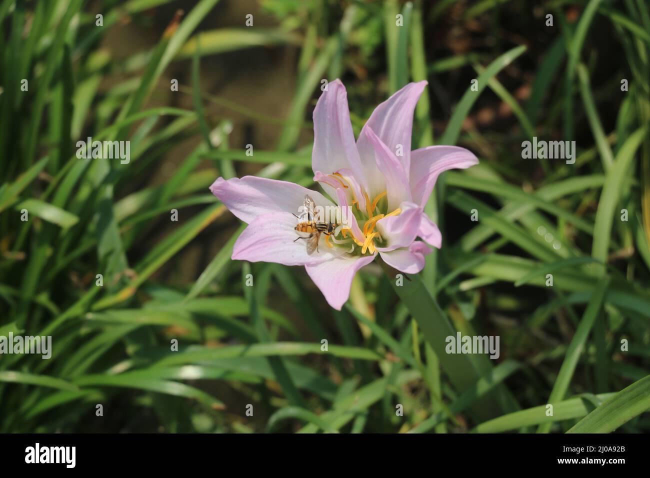 Zephyranthes simpsonii rosa, questo è un tipo di pioggia lily.Rain gigli sono piuttosto in pink.This fiore è così bello con bianco, rosa e giallo colore. Foto Stock