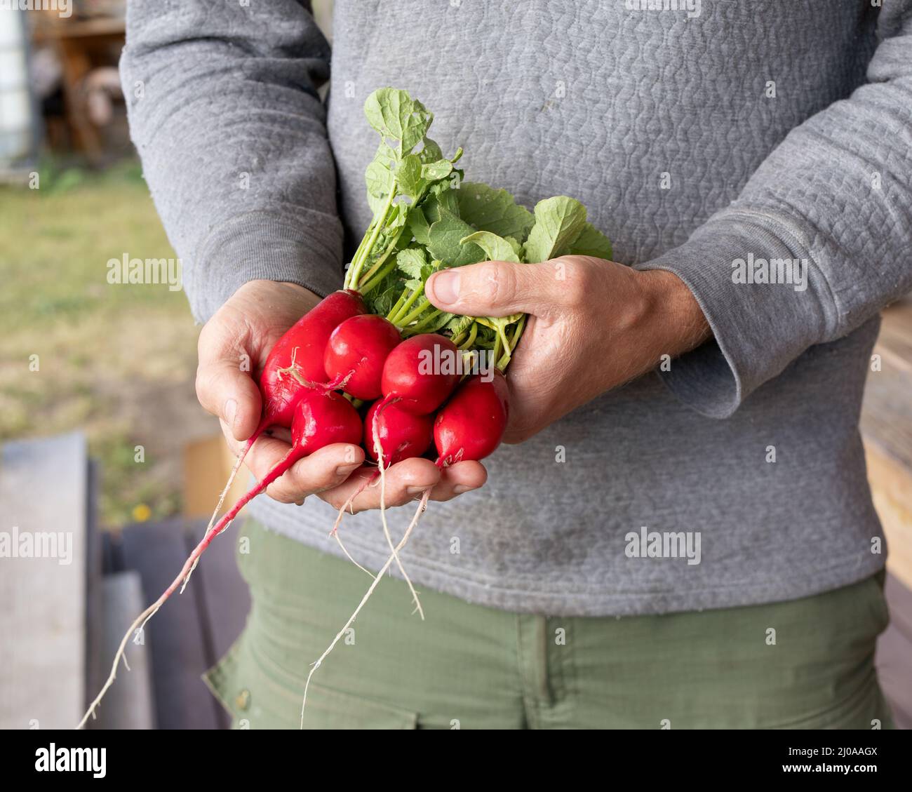 uomo che tiene fresco ravanello biologico vicino campo agricolo verde. Foto Stock