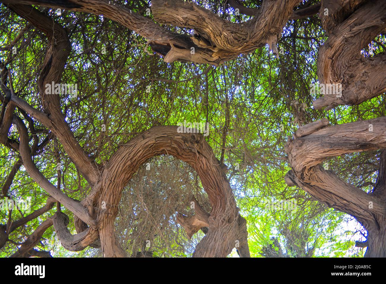 Rami di un vecchio albero di Acacia Foto Stock