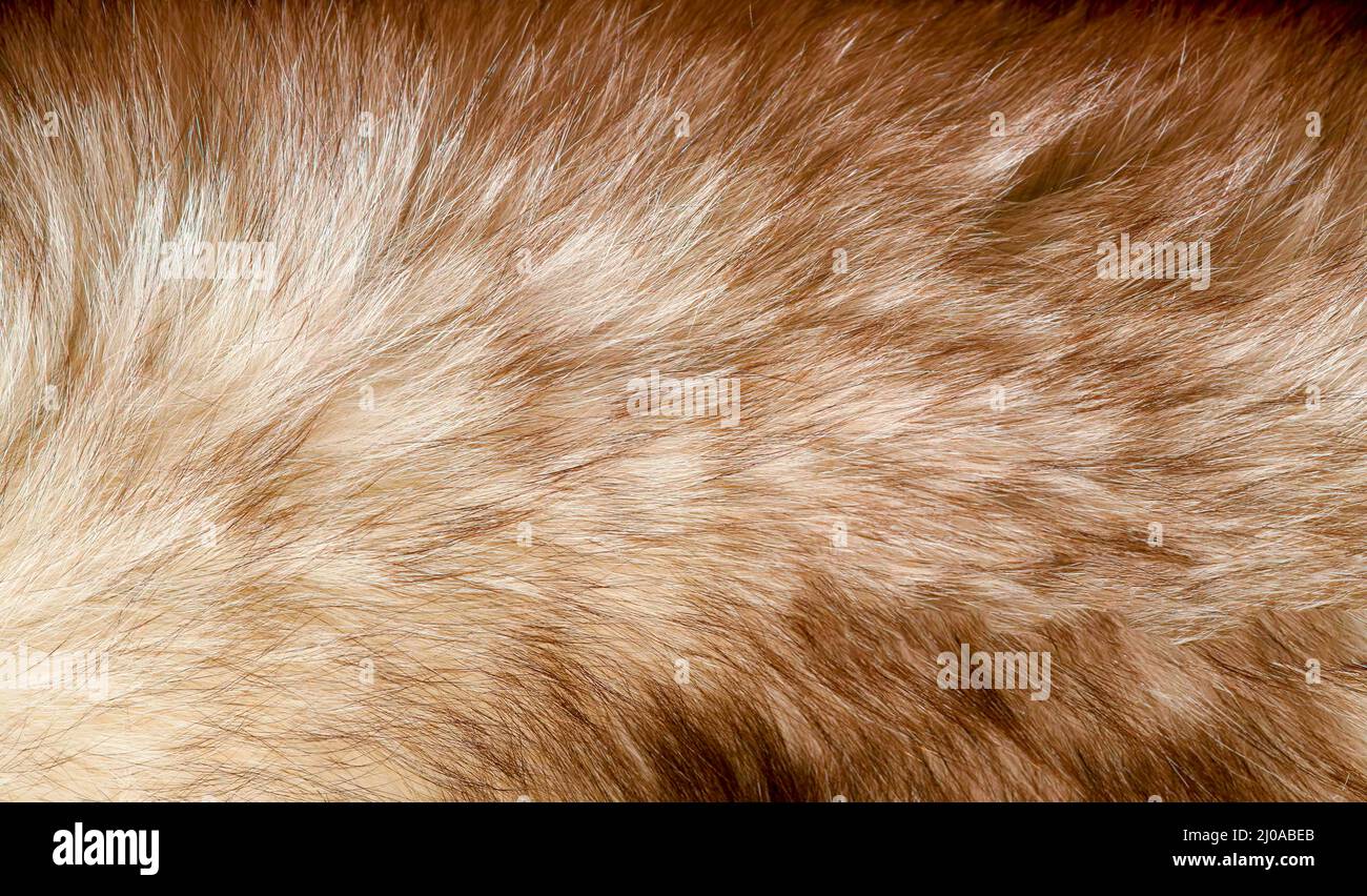 Morbida struttura dei capelli di una pelle di cervo Foto Stock