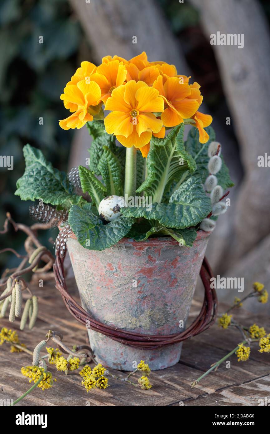 primula arancione in vaso di terracotta d'epoca in giardino Foto Stock