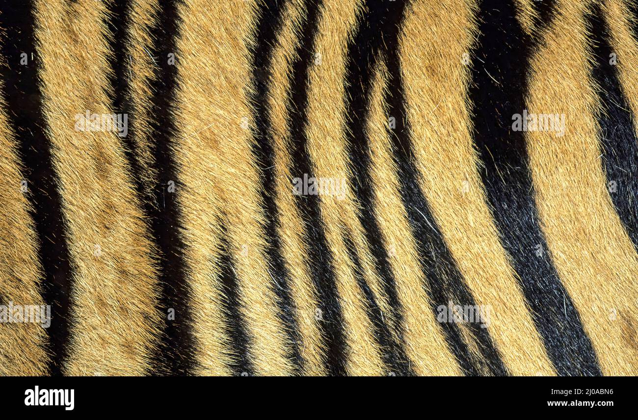 Primo piano della struttura della pelle della tigre Foto Stock