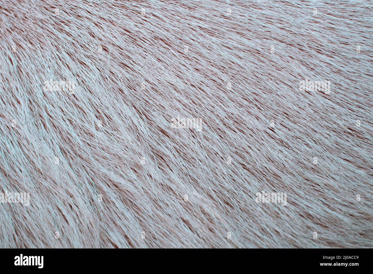 Sfondo bianco della texture di una pelle di cane Foto Stock