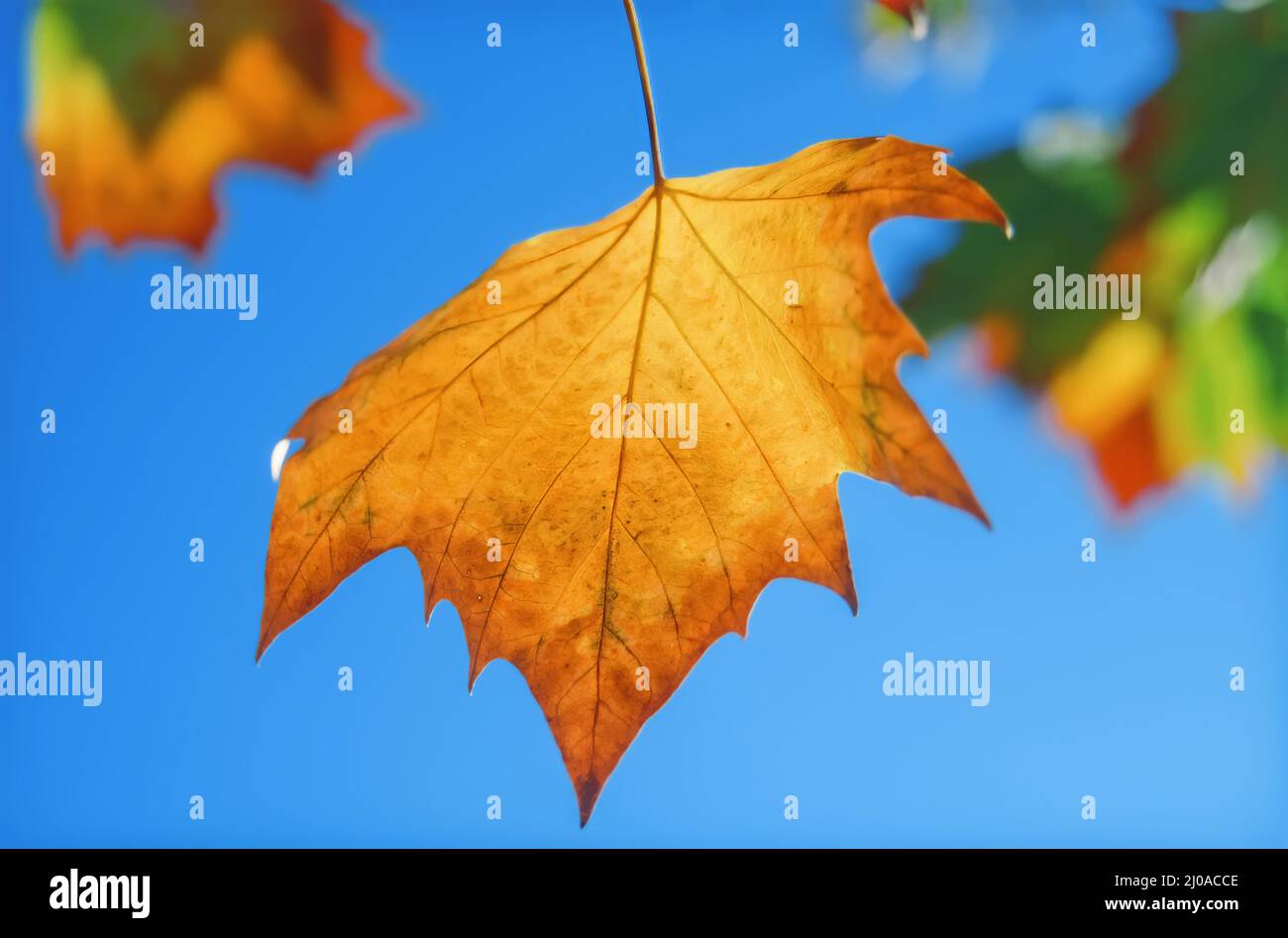 Foglia di acero ingiallente in autunno o in autunno contro il cielo blu Foto Stock