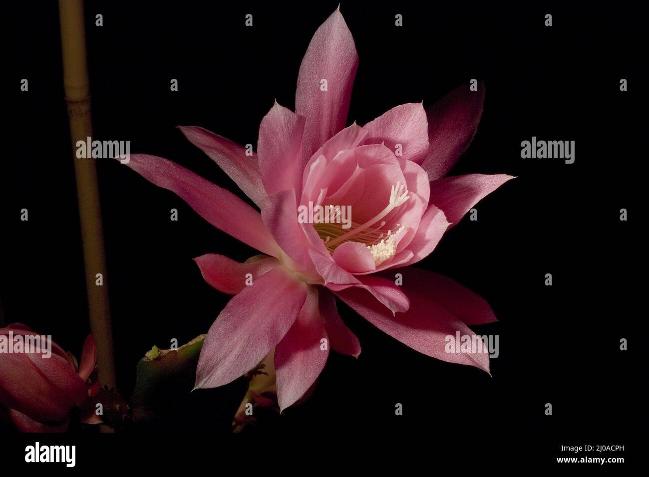 Epiphyllum Foto Stock