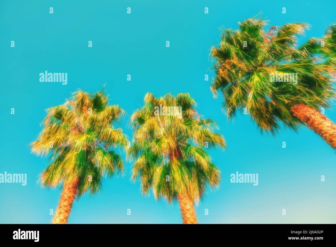 Guardando su tre alte palme in una bella giornata di sole Foto Stock