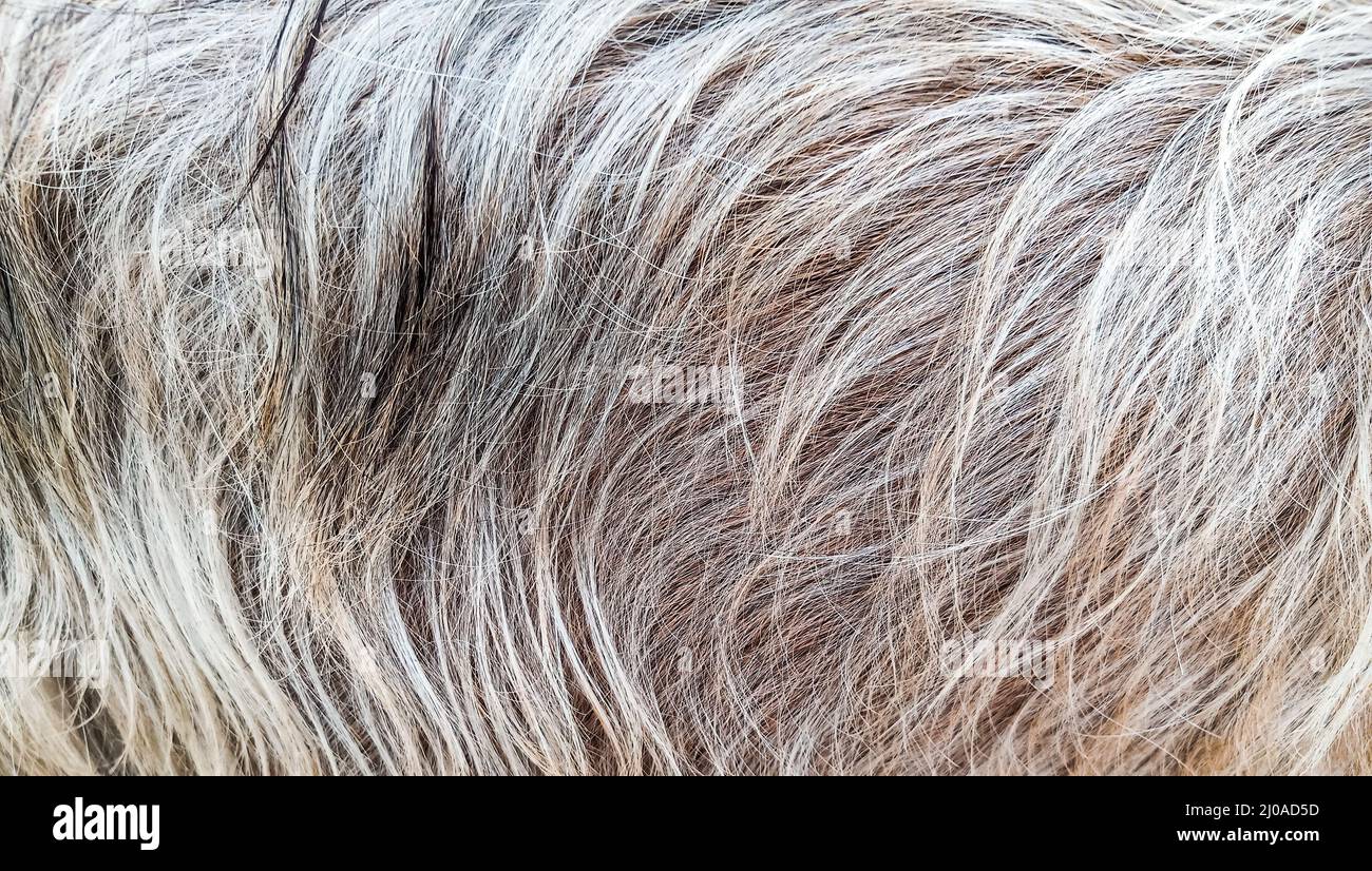 Lungo disegno o tessuto peloso di una capra Foto Stock