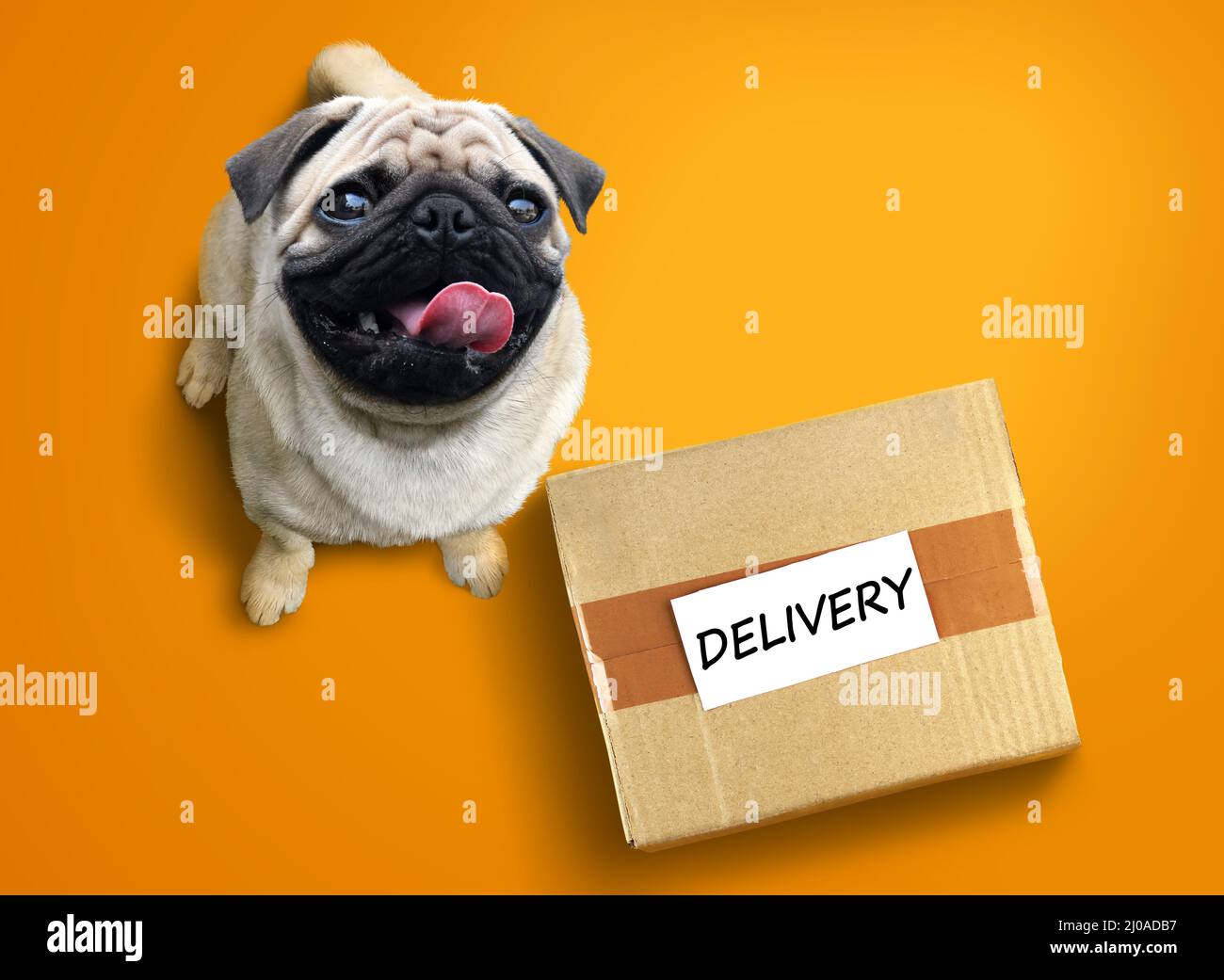 Buon cane pug eccitato con una scatola di consegna. Foto Stock