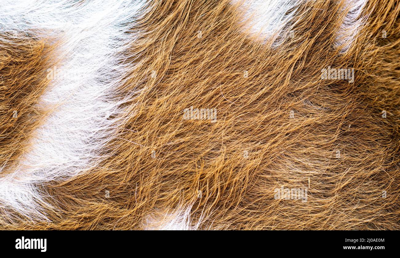 Tessuto peloso marrone e bianco di una pelliccia Foto Stock
