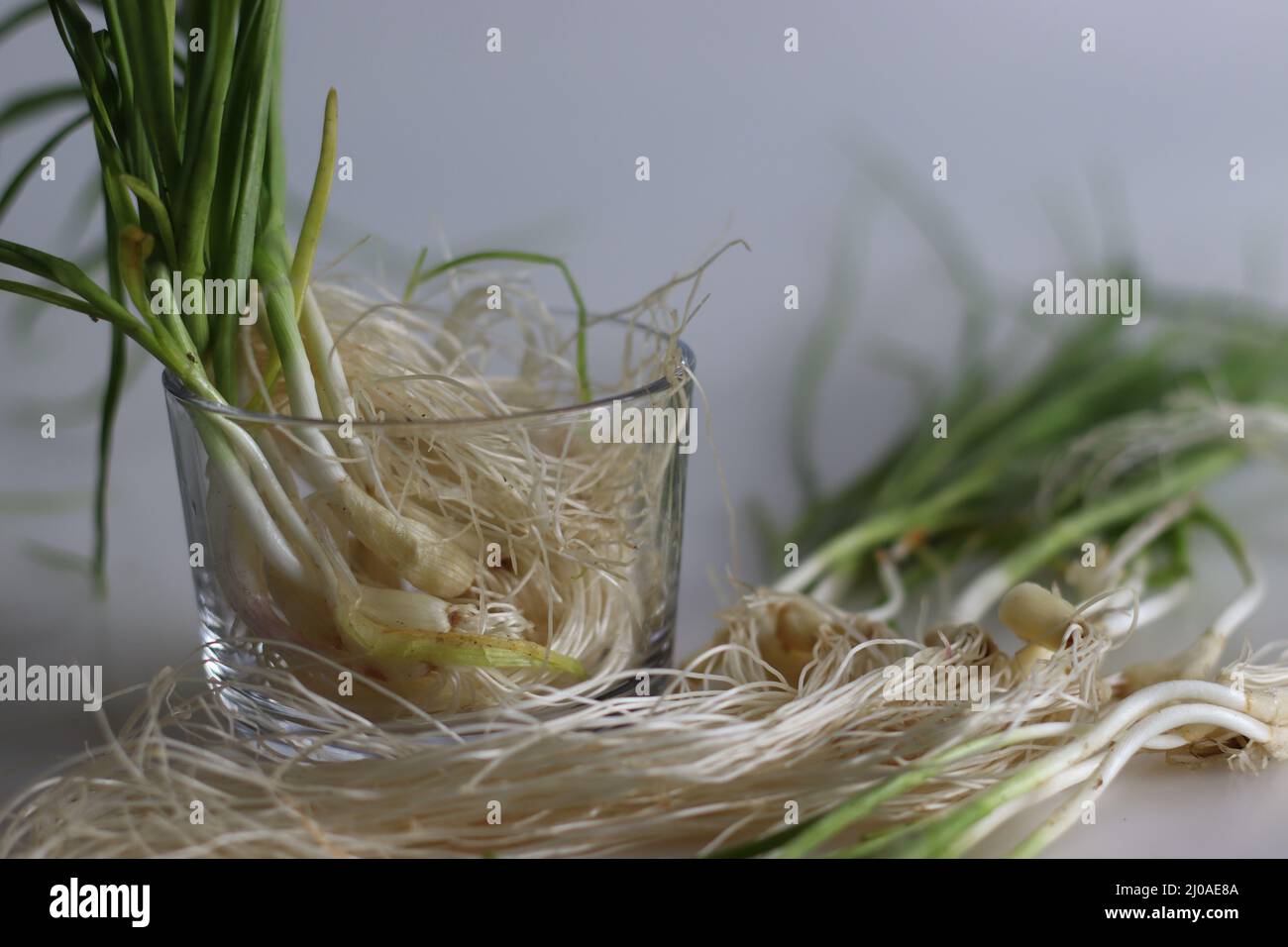 Aglio verde o aglio primaverile. Aglio estratto dalla terra prima che inizi a formare gli spicchi. Ha un piccolo blub con t dolce, fresco e dolce Foto Stock